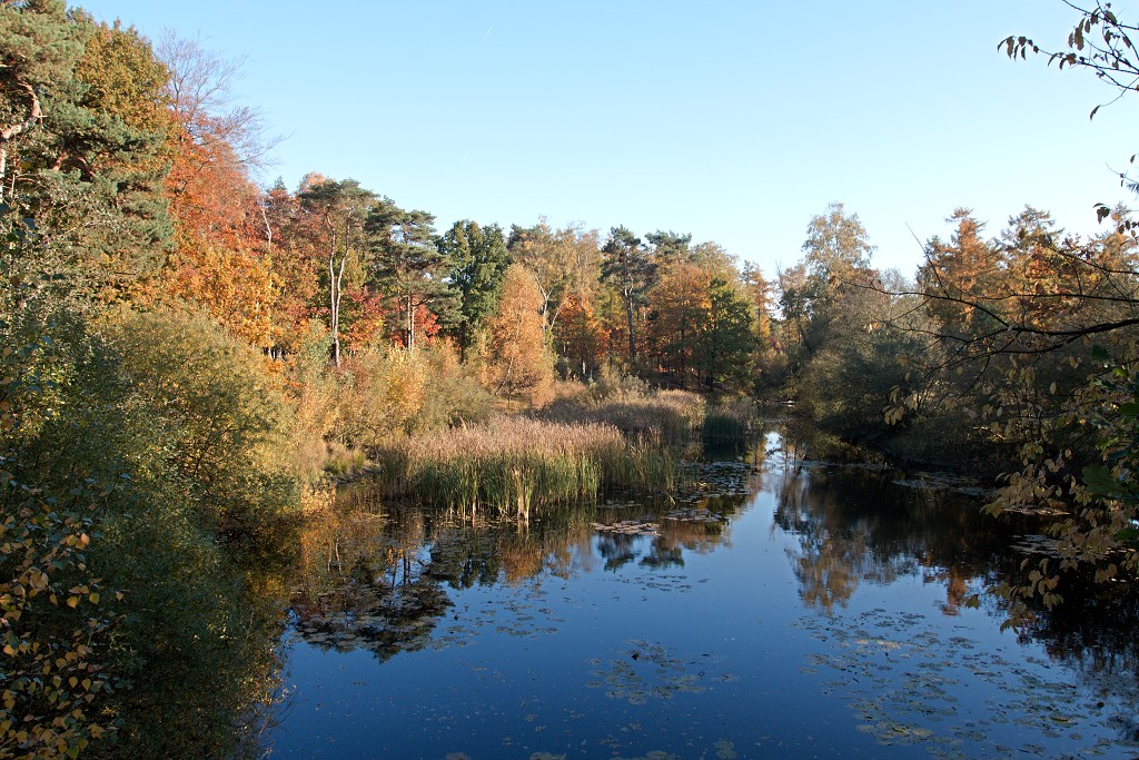 lente zomer herfst winter seizoen seizoenen voorjaar najaar hdr paddenstoelen bladeren mist regen sneeuw